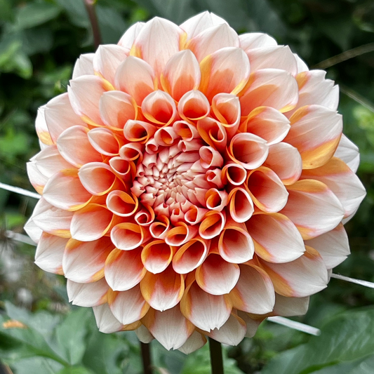 Dahlia 'Hollyhill Orange Ice' - Formal Decorative (1 tuber)