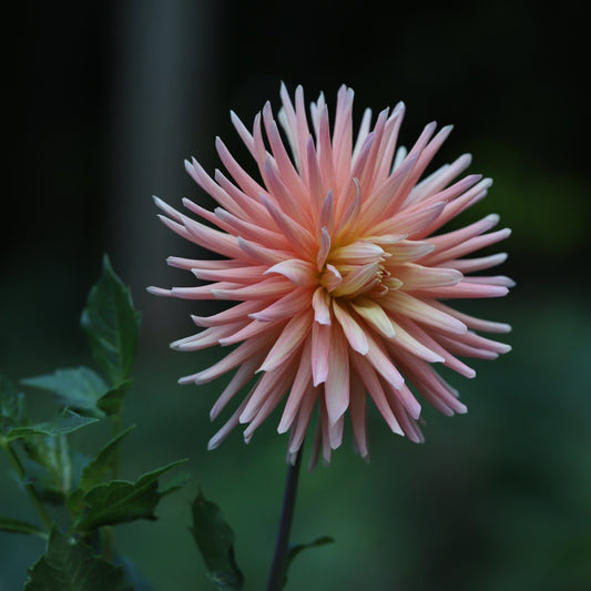 Dahlia 'Hollyhill Peachy Keen'