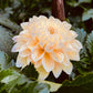 Dahlia 'Honey Dew'