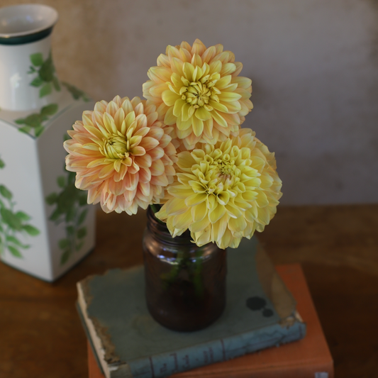 Dahlia 'Honey Dew'