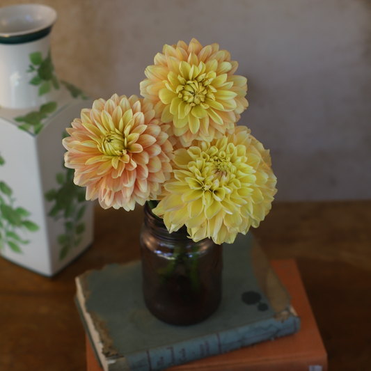 Dahlia 'Honey Dew' - Formal Decorative (1 tuber)