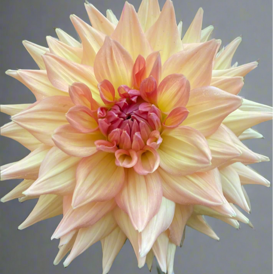 Dahlia 'Honeymoon' - Informal Decorative (1 tuber)