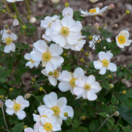 Week 11 | Anemone 'Honorine Jobert' | 2 Pack