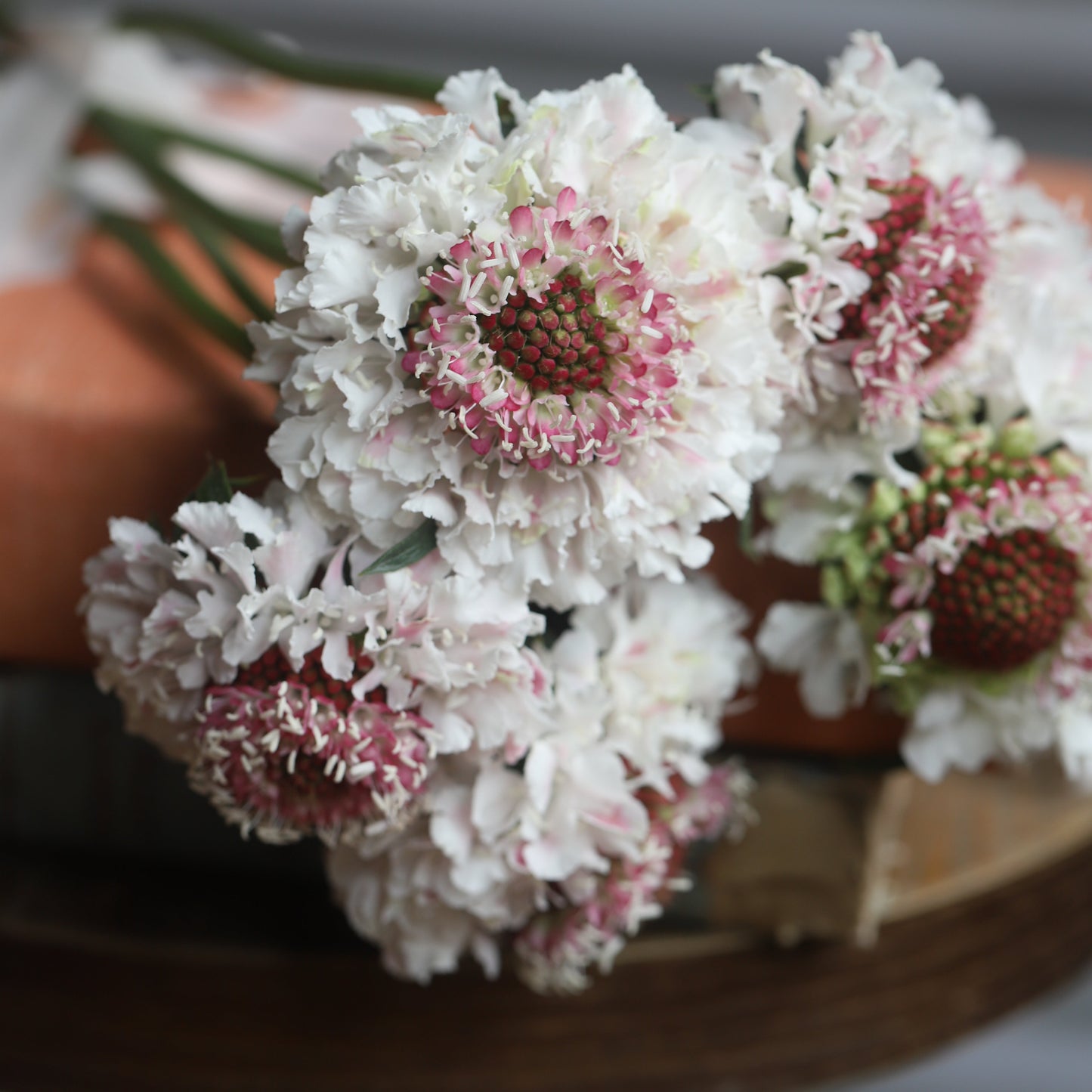 2026 Week 10 | Scabiosa Scoop Hoop Strawberry | 4 Pack