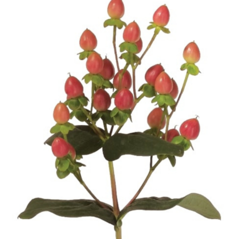 Week 14 | Hypericum 'Globo™ Coral | 4 Pack