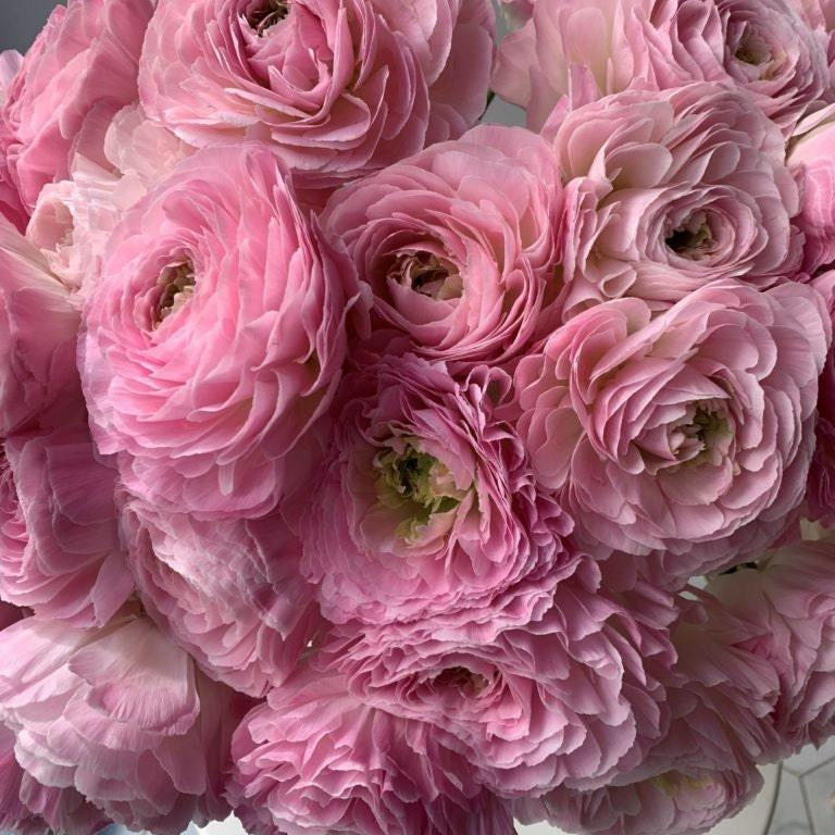 Ranunculus Romance Maillane 5 pack