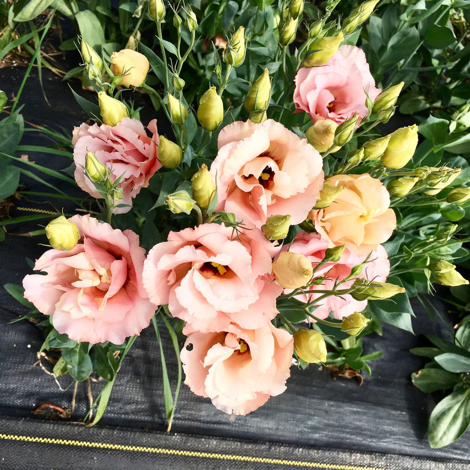 Lisianthus Super Magic Group 2 Apricot Week of April 15