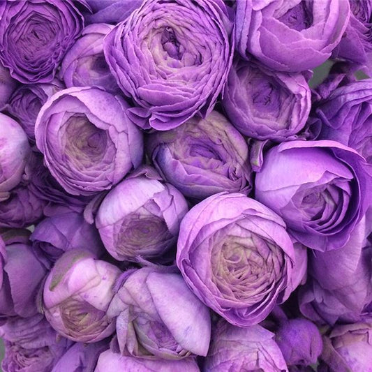 Milka Ranunculus Ranunculus & Anemone – Fuirk Home