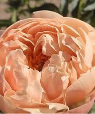 King’s Day Peony - Hybrid 3-5 Eyes