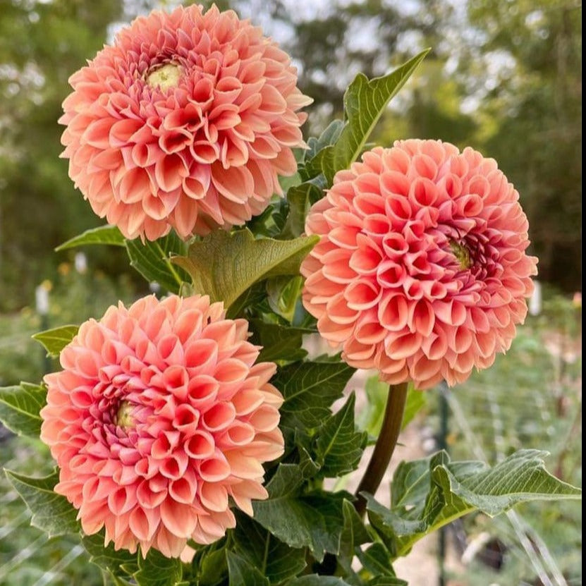 Dahlia 'Cornel Bronze' (Copy) - Spring Shipped