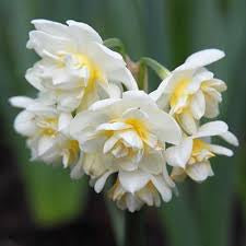 Narcissus Erlicheer Daffodil