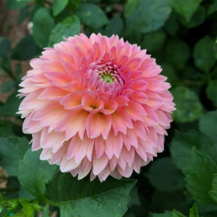Dahlia 'Linda’s Baby' - Spring Shipped