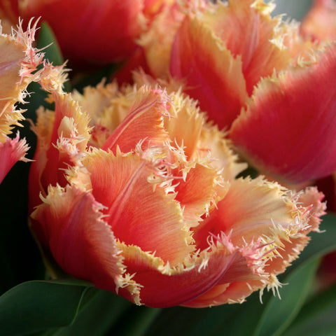 Tulip Brisbane 10 Pack