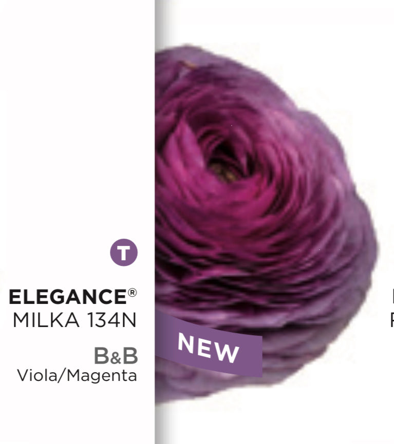 New: Ranunculus Elegance Milka 134N