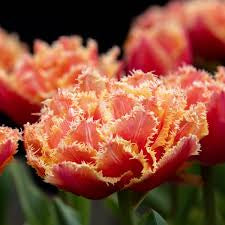 Tulip Brisbane 10 Pack