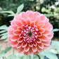 Dahlia 'Linda’s Baby'