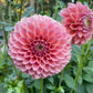 Dahlia 'Linda’s Baby'
