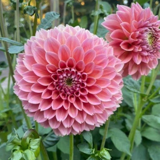 Dahlia 'Linda’s Baby' - Spring Shipped