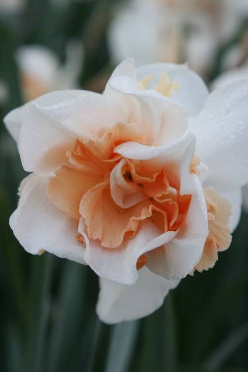 Narcissus Double Replete Daffodil