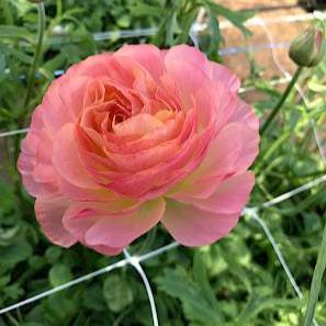 Ranunculus Romance Nohant 5 pack