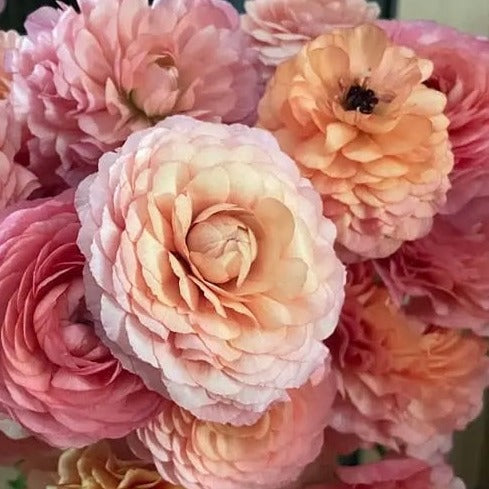 Champagne Ranunculus La Belle Champage ranunculus – Cutting garden perfection! – Fuirk Home
