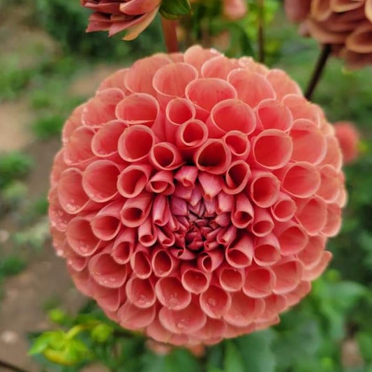 Dahlia 'Cornel Bronze' (Copy) - Spring Shipped