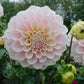 Dahlia 'Sweet Nathalie'