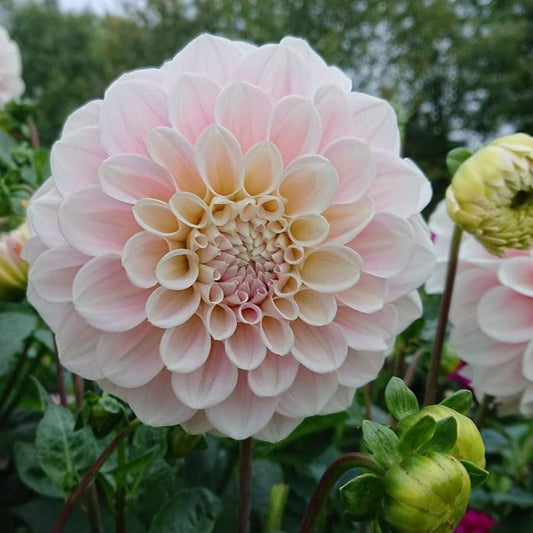 Dahlia 'Sweet Nathalie' - Formal Decorative (1 tuber)