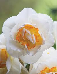 Narcissus Romantic Paradise Daffodil