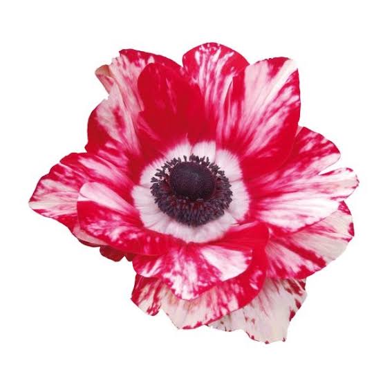 Anemone Mistral Tigre - 10 Pack