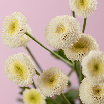 Week 14 | Feverfew 'Vegomo Snoball' | 6 Pack