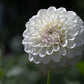Dahlia 'Irish Ruffles'