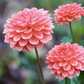 Dahlia 'Jabberbox'