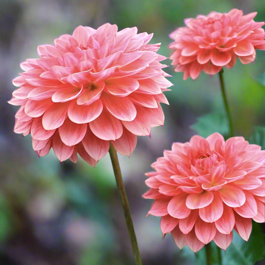 Dahlia 'Jabberbox' - Formal Decorative (1 tuber)