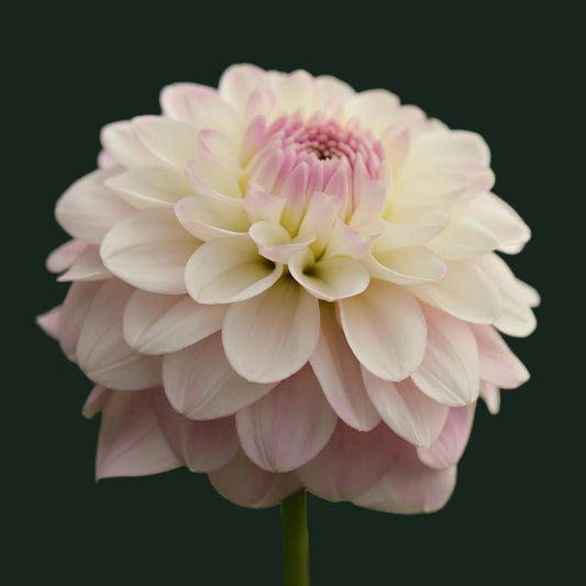 World Series Collection - Janick's Symphony (Read Description)