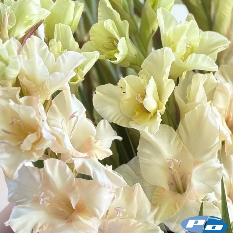 Week 14 | Jean Harlow Gladiolus | 20 Pack