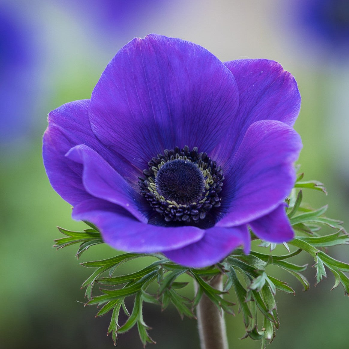 Anemone Jerusalem Blue 10 Pack