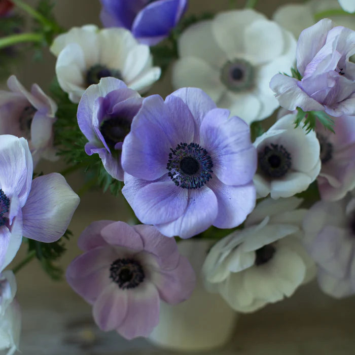 Anemone Jerusalem Blue White 10 Pack