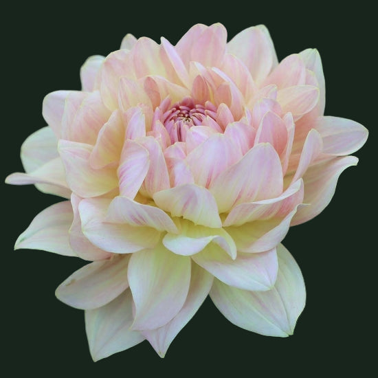 World Series Collection - Joel's Favorite (Read Description)