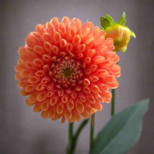 Dahlia 'Jowey Chantal' - Formal Decorative (1 tuber)