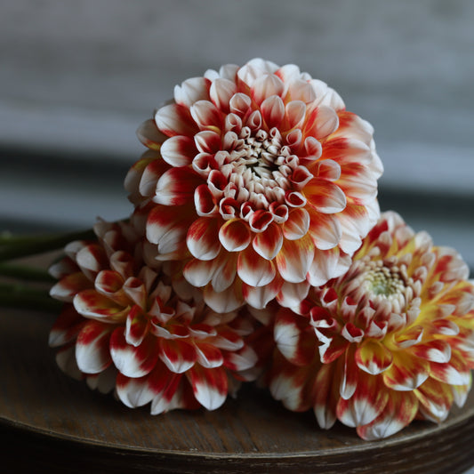 Dahlia 'Jowey Fantasy' - Spring Shipped