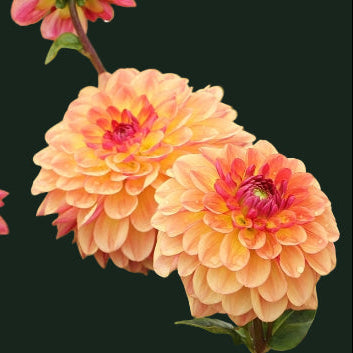 World Series Collection - Jowey Julie (Read Description)