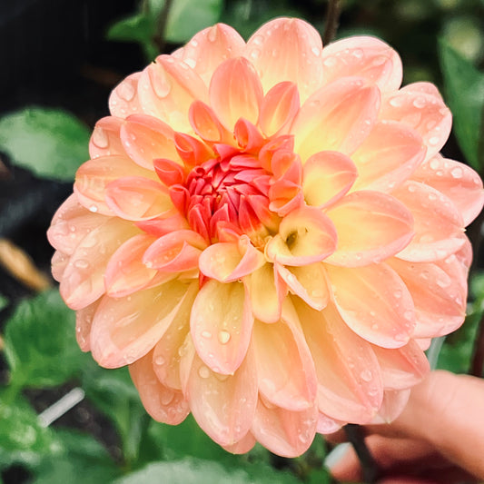 Dahlia 'Justyna' - Informal Decorative (1 tuber)