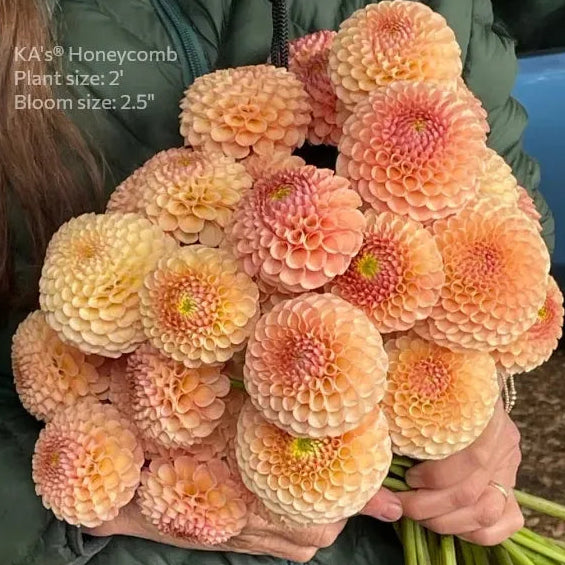 Dahlia 'KA's® Honeycomb'
