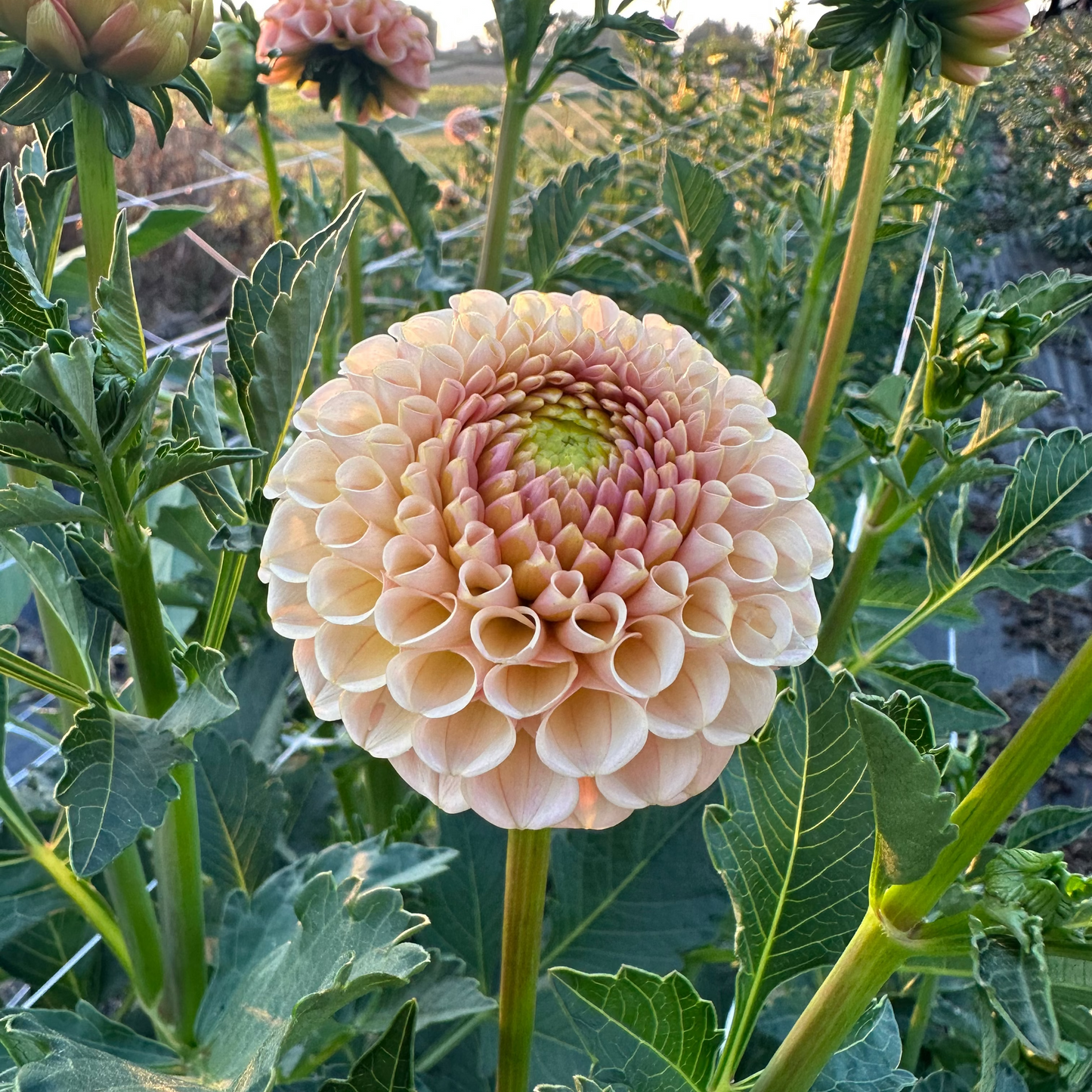 Dahlia 'KA's® Honeycomb'