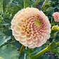 Dahlia 'KA's® Honeycomb'