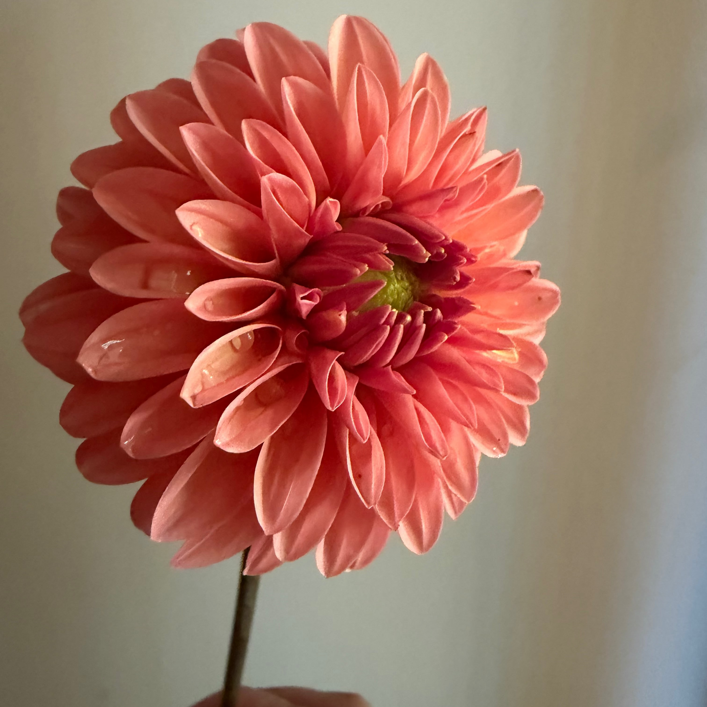 'KA’s® Whisper' Dahlia Rooted Cutting