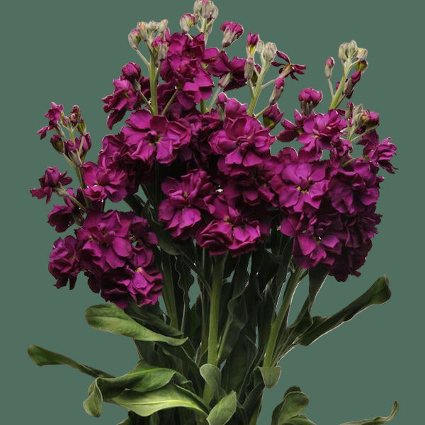 2026 Week 7 | Stock Katz | Purple