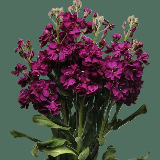 2026 Week 7 | Stock Katz | Purple