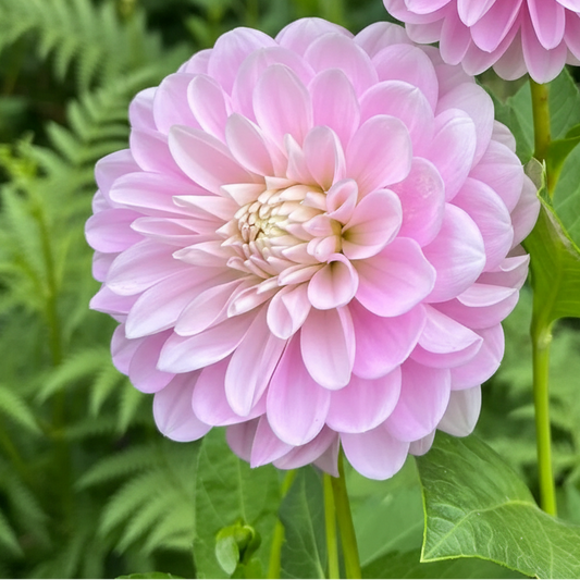 Dahlia 'Kay' - Spring Shipped